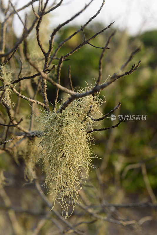 西班牙苔藓(Tillandsia usneoides)